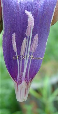  Stamens
